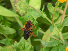 Rhodanthidium siculum