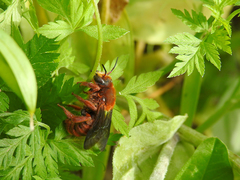 Rhodanthidium siculum