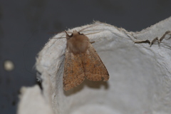 Orthosia pacifica