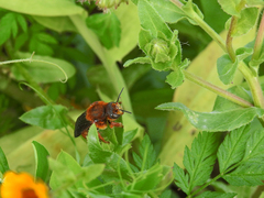 Rhodanthidium siculum