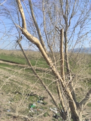 Haloxylon ammodendron
