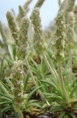 Plantago subulata