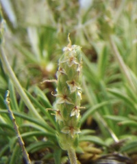 Plantago subulata