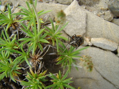 Plantago subulata