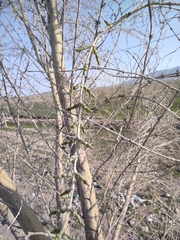 Haloxylon ammodendron