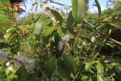 Eugenia biflora