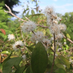 Eugenia biflora