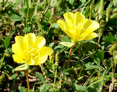 Oenothera grandis