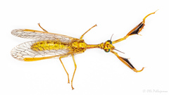 Mantispa aphavexelte