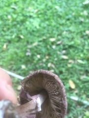 Leucoagaricus lilaceus