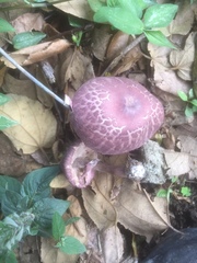 Leucoagaricus lilaceus
