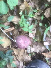 Leucoagaricus lilaceus