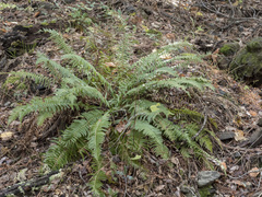 Polystichum imbricans curtum