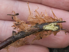 Polystichum imbricans curtum