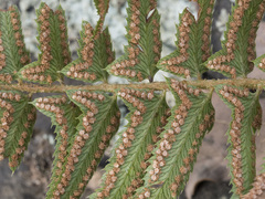 Polystichum imbricans curtum