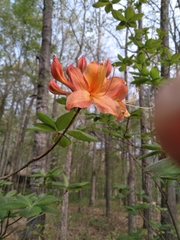 Rhododendron austrinum