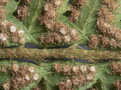 Polystichum imbricans curtum