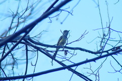 Myiarchus tuberculifer