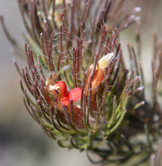 Adenanthos sericeus sphalma