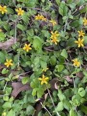 Chrysogonum