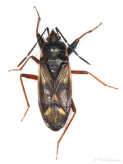 Eremocoris fenestratus