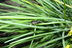 Tritoxa flexa