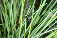 Tritoxa flexa