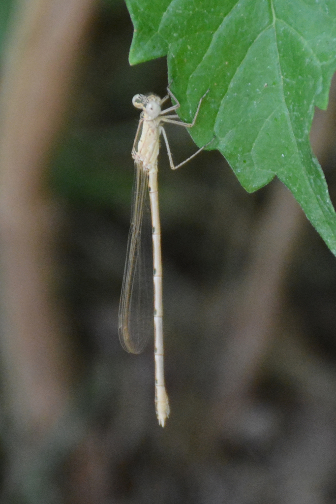 Siberian Winter Damsel