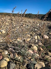 Artemisia longifolia