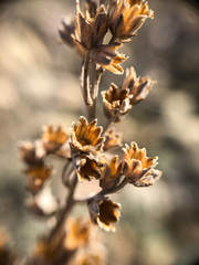 Artemisia longifolia