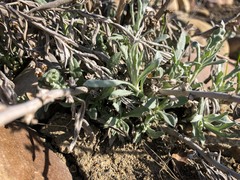 Artemisia longifolia