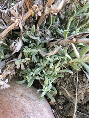 Artemisia longifolia