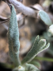 Artemisia longifolia