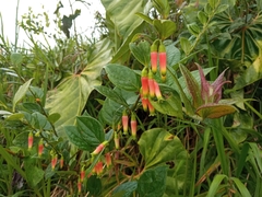 Macleania stricta
