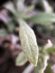 Artemisia longifolia