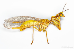 Mantispa aphavexelte