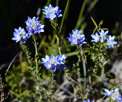 Philotheca nodiflora