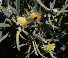 Hakea cinerea