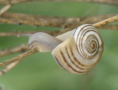 Pseudotachea splendida