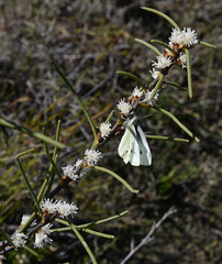 Hakea sulcata