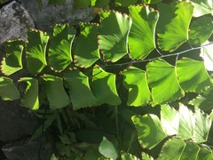 Adiantum cunninghamii