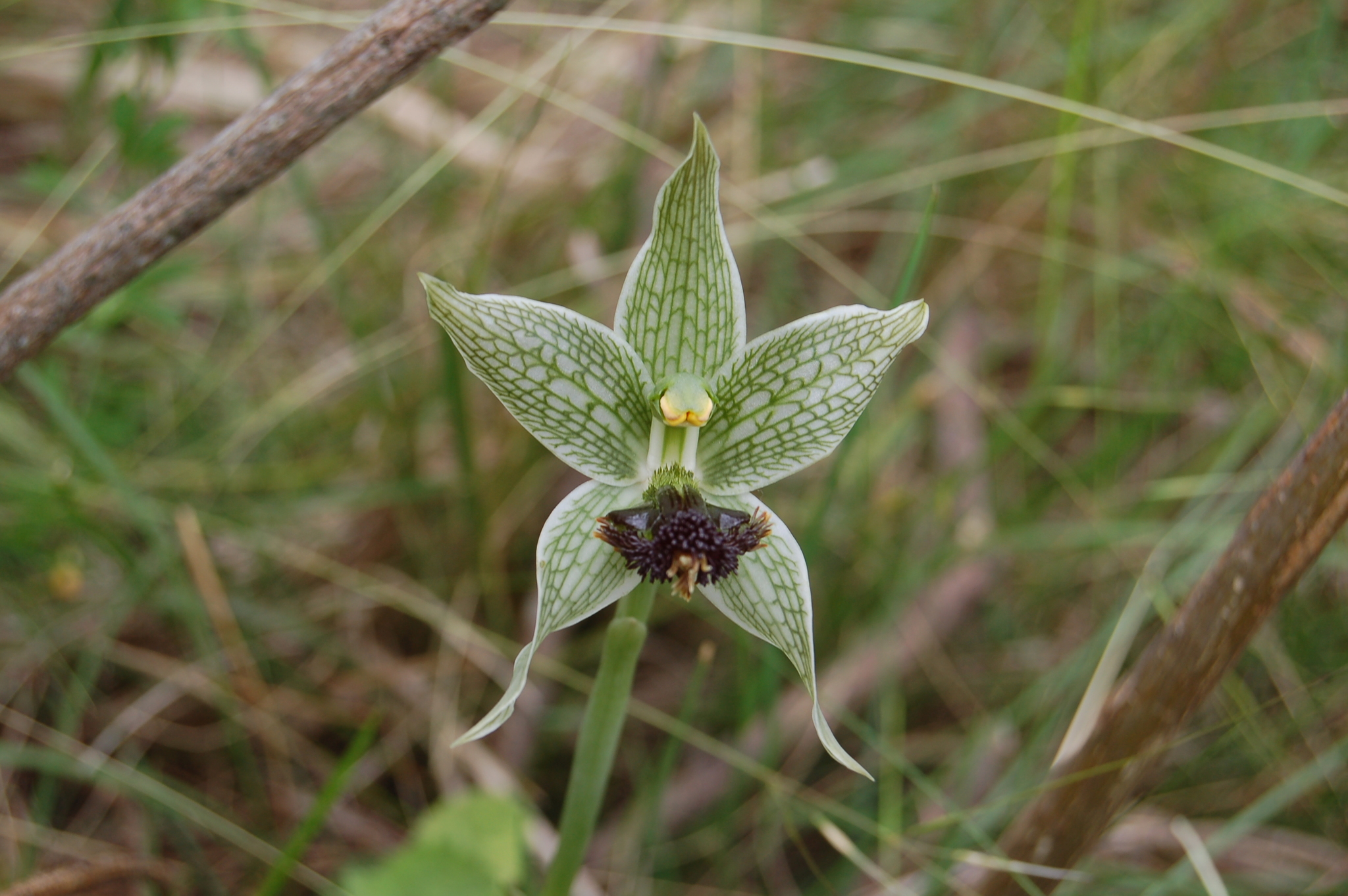 Bipinnula