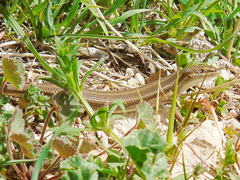 Heremites vittatus