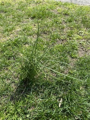 Allium vineale