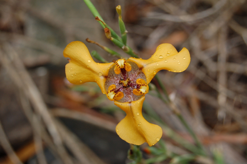 Cypella
