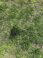 Allium vineale