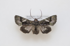 Behrensia conchiformis