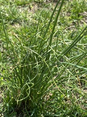 Allium vineale