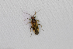 Orthotylus ornatus