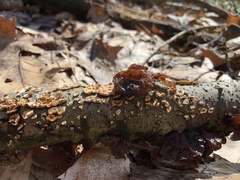 Collema subflaccidum